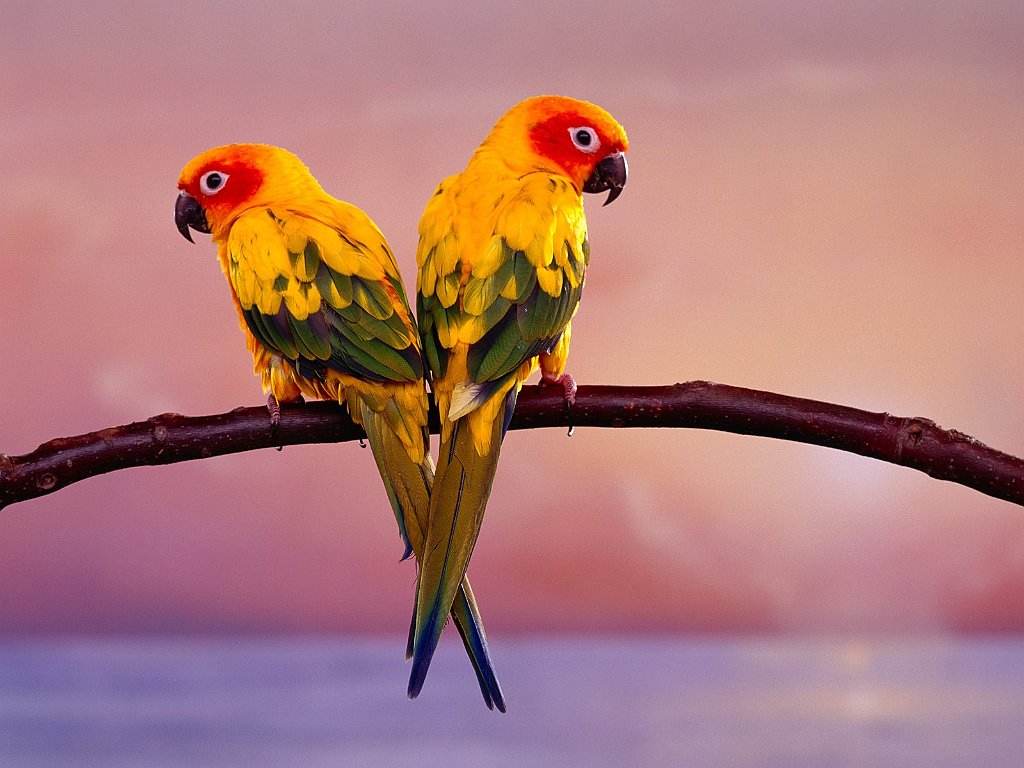 Sun Conure Parrots